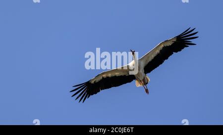 Sythen, Munsterland, Germania. 12 giugno 2020. Una cicogna bianca (Ciconia ciconia) utilizza le terme ad aria per scivolare senza sforzo nel cielo sul suo volo di preda al foraggio mattutino. La coppia è tornata ogni anno ad un nido vicino e sta ancora nutrendo i loro due pulcini. Nella mitologia tedesca, la cicogna bianca occupa un posto speciale, è considerata come la protezione delle case dal fuoco ed è anche conosciuta come il 'Klapperstorch' che porta i bambini facendoli cadere attraverso il camino in un cesto. Credit: Imageplotter/Alamy Live News Foto Stock