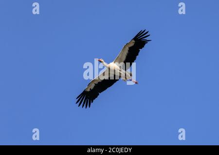 Sythen, Munsterland, Germania. 12 giugno 2020. Una cicogna bianca (Ciconia ciconia) utilizza le terme ad aria per scivolare senza sforzo nel cielo sul suo volo di preda al foraggio mattutino. La coppia è tornata ogni anno ad un nido vicino e sta ancora nutrendo i loro due pulcini. Nella mitologia tedesca, la cicogna bianca occupa un posto speciale, è considerata come la protezione delle case dal fuoco ed è anche conosciuta come il 'Klapperstorch' che porta i bambini facendoli cadere attraverso il camino in un cesto. Credit: Imageplotter/Alamy Live News Foto Stock