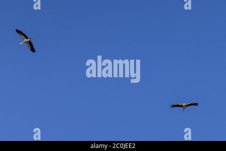 Sythen, Munsterland, Germania. 12 giugno 2020. Due cicogne bianche (Ciconia ciconia) utilizzano le terme ad aria per scivolare senza sforzo nel cielo durante il loro volo di preda al volo mattutino. La coppia è tornata ogni anno ad un nido vicino e sta ancora nutrendo i loro due pulcini. Nella mitologia tedesca, la cicogna bianca occupa un posto speciale, è considerata come la protezione delle case dal fuoco ed è anche conosciuta come il 'Klapperstorch' che porta i bambini facendoli cadere attraverso il camino in un cesto. Credit: Imageplotter/Alamy Live News Foto Stock