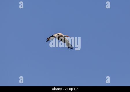 Sythen, Munsterland, Germania. 12 giugno 2020. Una cicogna bianca (Ciconia ciconia) utilizza le terme ad aria per scivolare senza sforzo nel cielo sul suo volo di preda al foraggio mattutino. La coppia è tornata ogni anno ad un nido vicino e sta ancora nutrendo i loro due pulcini. Nella mitologia tedesca, la cicogna bianca occupa un posto speciale, è considerata come la protezione delle case dal fuoco ed è anche conosciuta come il 'Klapperstorch' che porta i bambini facendoli cadere attraverso il camino in un cesto. Credit: Imageplotter/Alamy Live News Foto Stock
