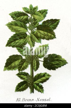 Ortica annuale / Urtica urens / Kleine Brennnessel (libro sanitario, 1911) Foto Stock