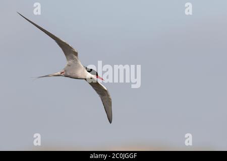 Una Tern artica (Sterna paradisaea) si trova sul suo nido nel Nord Uist, una piccola isola che fa parte delle Ebridi esterne, nella Scozia occidentale. L'Artico Foto Stock