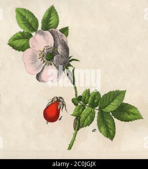 Rosa cane / Rosa canina / Hundsrose (libro di botanica, 1879) Foto Stock