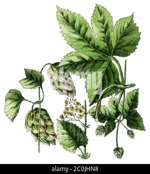 Luppolo comune / luppolo Humulus / Hopfen (, ) Foto Stock