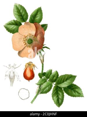 Rosa cane / Rosa canina / Hundsrose (libro di botanica, 1900) Foto Stock