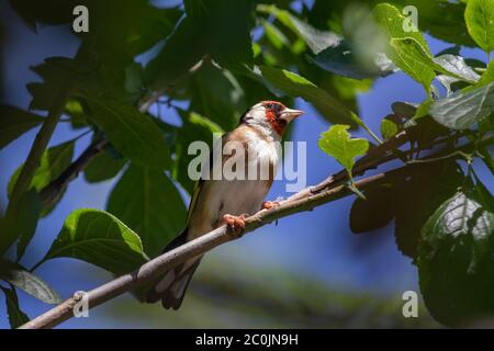 Goldfinch. Carduelis carduelis. Un adulto che si nutre di foglie di prugna in primavera tarda. West Midlands. Isole britanniche. Foto Stock