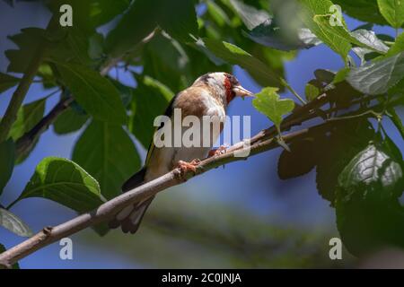 Goldfinch. Carduelis carduelis. Un adulto che si nutre di foglie di prugna in primavera tarda. West Midlands. Isole britanniche. Foto Stock