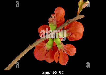 Giapponese mela cotogna - Chaenomeles Japonica - con sfondo nero - da sinistra - fiori da dietro Foto Stock