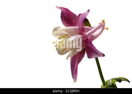 Colonna rossa, bianca, Aquilegia, su sfondo bianco, isolata, come sfondo, destra, grande Foto Stock