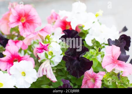 Viola fiori viola colori diversi. Bianco, rosa e lilla profonda. Foto Stock