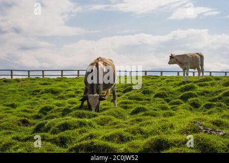 Le mucche nel paddock sulla collina mangiano erba verde fresca. Sullo sfondo del cielo e delle nuvole. Giorno estivo luminoso e soleggiato. Spazio per il testo. Foto Stock