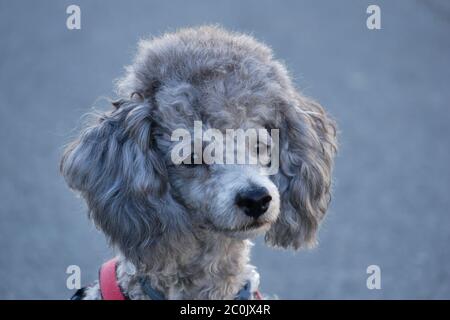 Silver Poodle - ritratto - guarda dritto - davanti a uno sfondo bellissimo Foto Stock