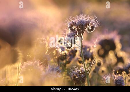 Lacy phacelia (Phacelia tanacetifolia) durante l'alba Foto Stock