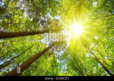 Cime degli alberi colorate nella foresta di autunno con il sole che splende attraverso gli alberi. Foto Stock