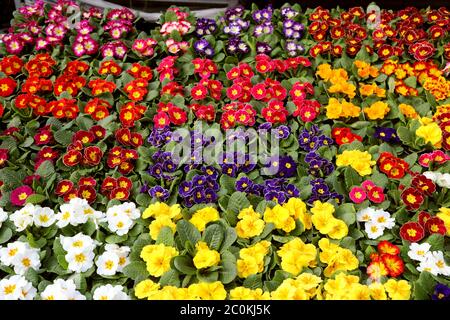 Bancarella del fiorista molte pentole di fiori di primerelle colorate fiorite in primavera Foto Stock