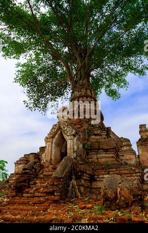 Albero su di un antico tempio Foto Stock