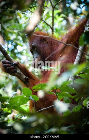 Orang Utan seduto su un albero in Borneo Indonesia Foto Stock