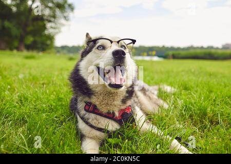 Divertente cane Husky in bicchieri sdraiato sull'erba in un parco estivo Foto Stock