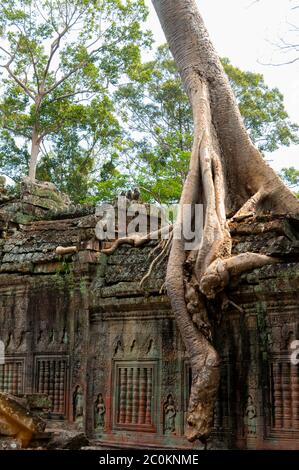 Albero seduto sul muro di pietra a Angkor Wat Foto Stock