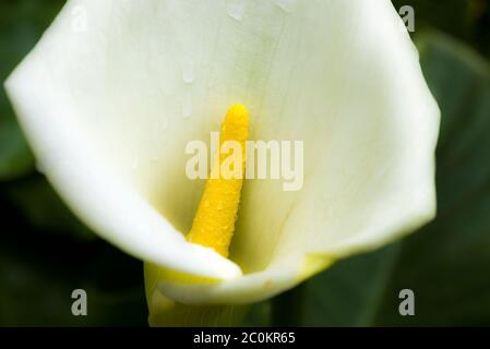 Vista da vicino di una Calla Arum Lilly Zantedeschia aethiopica. Foto Stock