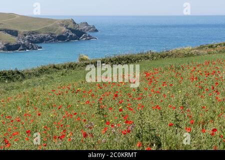 La vista spettacolare dei papaveri comuni rhoeas papaver che crescono in un campo che domina Polly Porth scherzo come parte del Arable Fields Project su Pentire Foto Stock