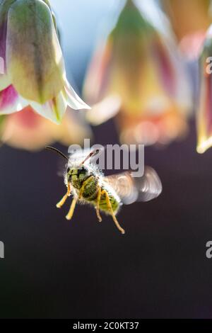 WASP coperto di polline che vola verso un nectaroscordum siculum - miele siciliano fiore all'aglio - Scozia, UK Foto Stock