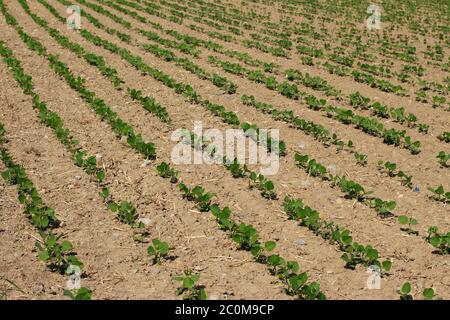 Campo con pianta di soia, glicina max Foto Stock