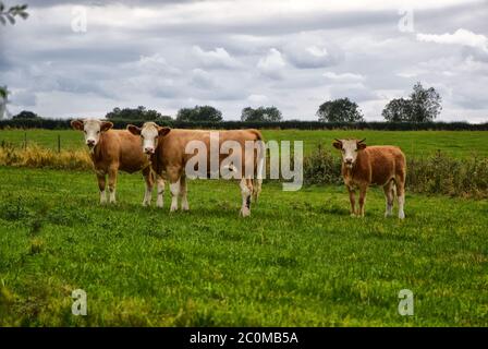 mucche e vitello in campo Foto Stock