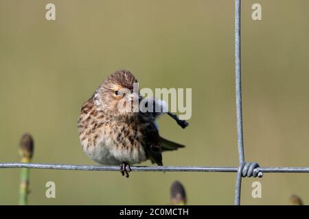 A Twite (Linaria flavirostris) nel suo territorio nidificazione sull'isola di Uist Nord, Ebridi esterne. Foto Stock