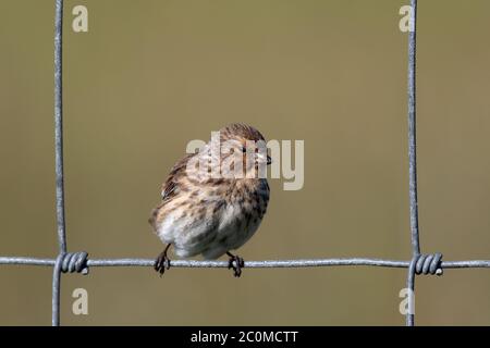 A Twite (Linaria flavirostris) nel suo territorio nidificazione sull'isola di Uist Nord, Ebridi esterne. Foto Stock