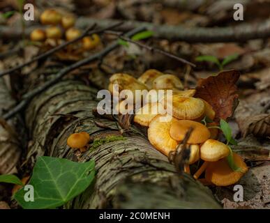 Accedi al Forest Floor coperto da funghi e circondato da foglie morte a Muddy Run Park, Southern Lancaster County, Pennsylvania, durante l'estate Foto Stock