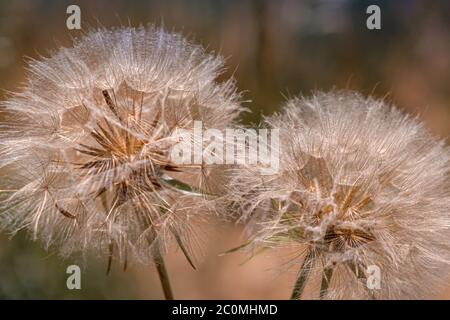 primo piano della dente di leone Foto Stock