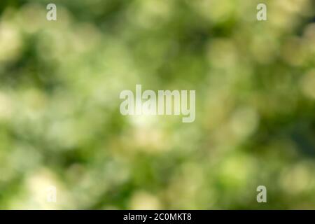 Green sfondo sfocato Foto Stock