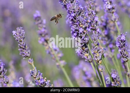 Ape di miele che foraggia sui fiori di lavanda in fiore Foto Stock
