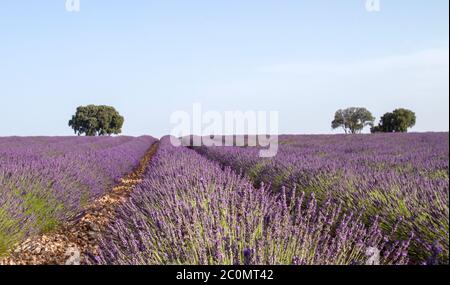 Campi di lavanda a la Alcarria, Spagna Foto Stock