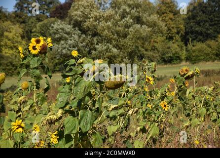 Girasoli in campo Foto Stock