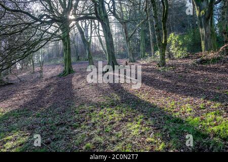 Il sole che getta ombre attraverso gli alberi in un parco. Foto Stock