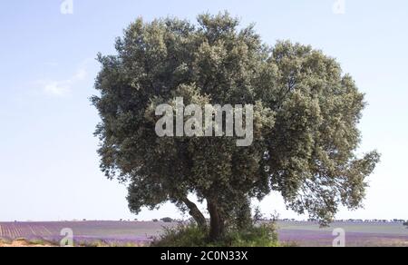 Campi di lavanda a la Alcarria, Spagna Foto Stock