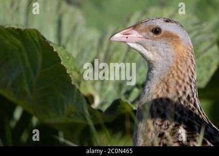 Un Corncrake maschile all'interno del suo territorio di allevamento in Nord Uist nelle Ebridi esterne. Foto Stock