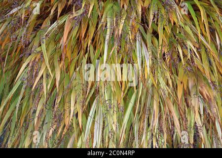 Erba della foresta giapponese d'oro aka erba di Hakone, Hakonechloa macra var alboaurea, primo piano di foglie colorate che potrebbero essere usate come sfondo. Foto Stock