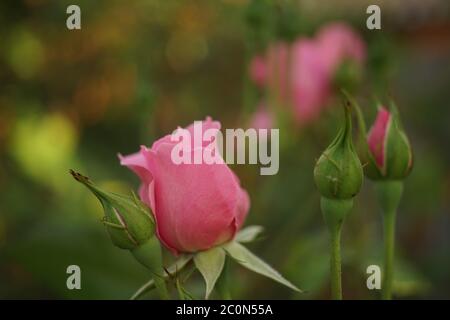 Fiore rosa con boccioli verdi giovani. I fiori crescono nel giardino. Vista laterale, primo piano. Giornata estiva soleggiata Foto Stock