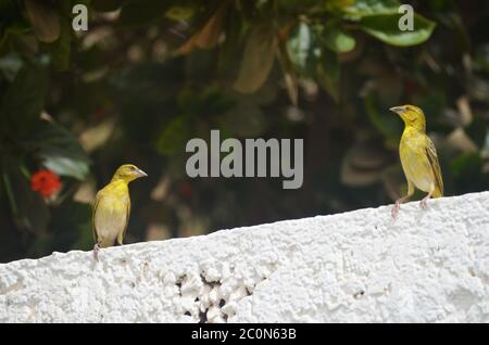 Due tessitori a testa nera (Tisserin à tête noire) Ploceus melanocephalus in un giardino urbano a Dakar, Senegal Foto Stock