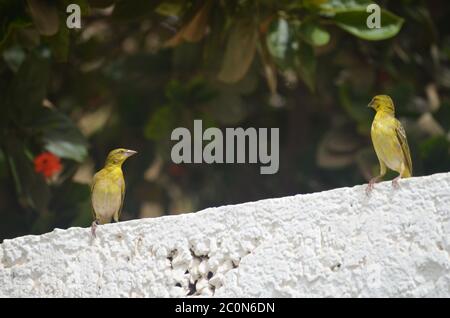 Due tessitori a testa nera (Tisserin à tête noire) Ploceus melanocephalus in un giardino urbano a Dakar, Senegal Foto Stock