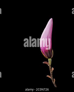 Gemma di fiori rosa magnolia Foto Stock