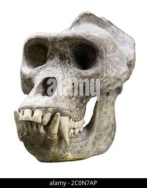 Gorilla cranio Foto Stock