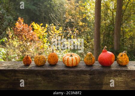 Set di zucche decorative in un giardino Foto Stock
