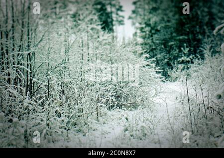 Scena di inverno Foto Stock