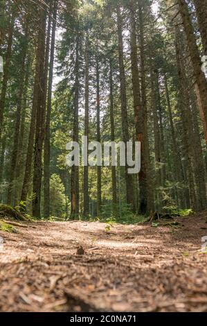 Alberi in una foresta. Stile retro sbiadito Foto Stock