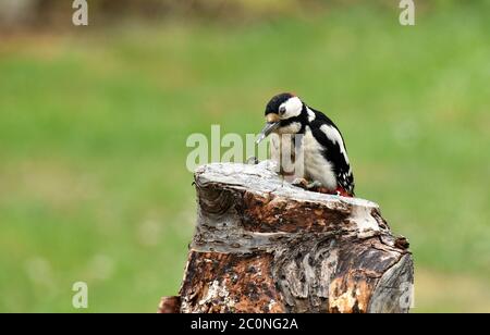 più grande picchio macchiato su un ceppo di albero Foto Stock