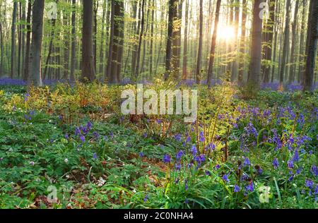 alba in foresta con bluebells e felce Foto Stock